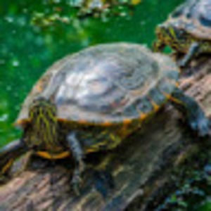 Meet your Posher, A.annika